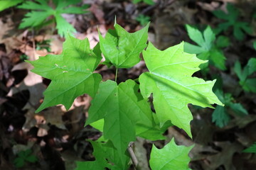 Sugar Maple (acer saccharum) Sapling Close Up in Spring
