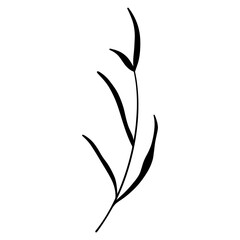Cute twig of summer grass. Doodle contour silhouette digital art flat position, top view. Print for wrapping paper, wrapping, fabrics, web, invitation, wedding, stickers.