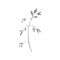 Cute twig of summer grass. Sketch pencil digital art flat position, top view. Print for wrapping paper, wrapping, fabrics, web, invitation, wedding, stickers.