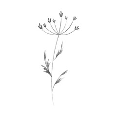 Cute twig of summer grass with flower buds. Sketch pencil digital art flat position, top view. Print for wrapping paper, wrapping, fabrics, web, invitation, wedding, stickers.