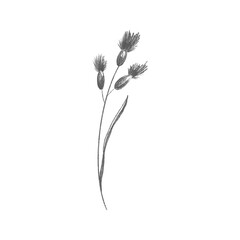 Cute twig of summer grass with flower buds. Sketch pencil digital art flat position, top view. Print for wrapping paper, wrapping, fabrics, web, invitation, wedding, stickers.