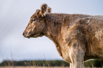 Cows grazing on grass and pasture