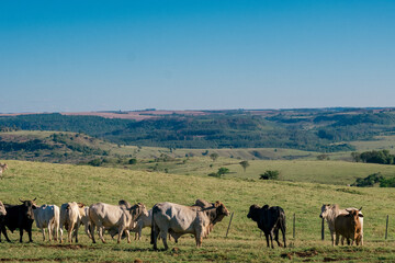 Fototapeta na wymiar Boi Pasto, boiada, cow, ox in the pasture, ox herd