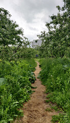 Fototapeta na wymiar path in a summer green apple orchard between trees