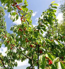 leaves and juicy red cherries in late spring