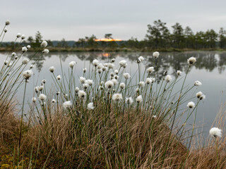 swamp landscape with fluffy hare’s-tail Cottongrass in the foreground, bog vegetation,...