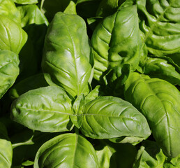green basil a typical herbs of italian cuisine