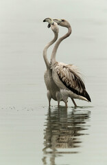 Greater Flamingos juveniles showing effection, Asker, Bahrain