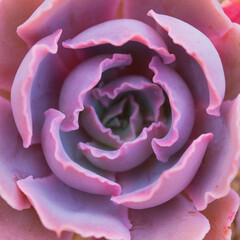 Rosetted succulent echeveria floral background