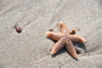 Angespülter gemeiner Seestern, rosa-rot, im feinen Sand, Strandfund an der Nordseeküste