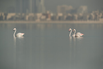 Greater Flamingos at Eker creek, Bahrain