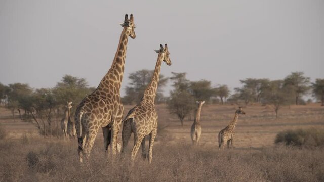 Griaffenpaar kurz vor der Paarung in afrikanischer Steppe Namibias