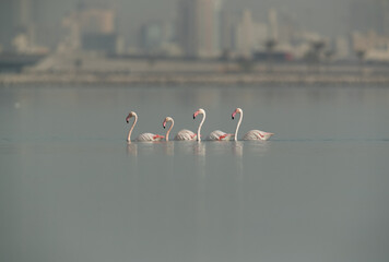 Fototapeta premium Greater Flamingos moving to low level during hgh tide