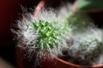Hairy cactus in botanical greenhouse garden plant. Botanical macrophotography for illustration of...