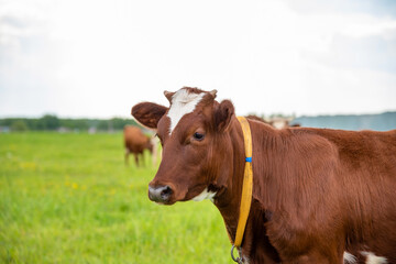 A young brown cow with small horns grazes in a meadow. Portrait of a cow in close-up.