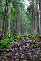 Mountain trail dotted with stones on a slope among the coniferous forest