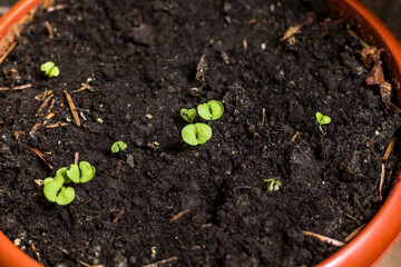 seedlings in peat pots.Baby plants seeding