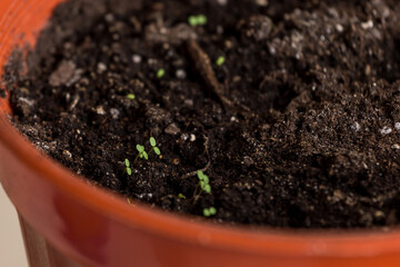 seedlings in peat pots.Baby plants seeding