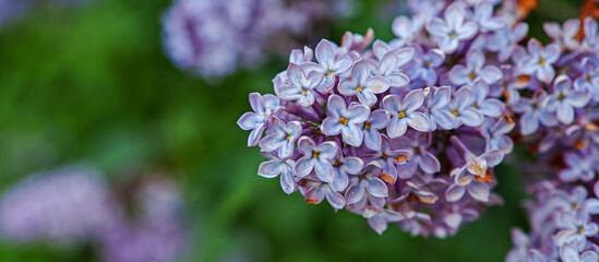 Lilac flowers bunch over blurred background. Beautiful violet Lilac flower Easter border design closeup. Copy space for your text. Wide banner