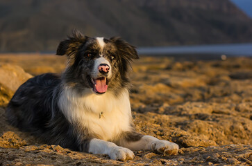 Border collie on the seashore
