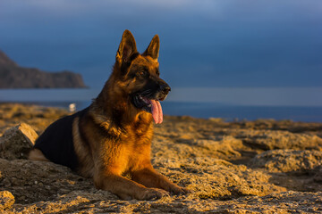 German shepherd dog breed on the seashore