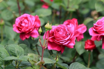 Pink roses in the garden