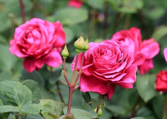 Pink roses in the garden