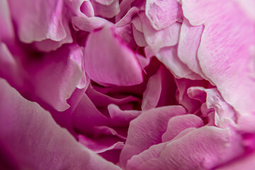 pink rose petals