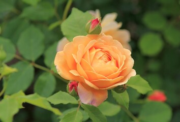 Cream roses in the garden