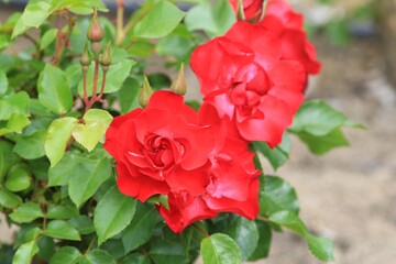 Red roses in the garden