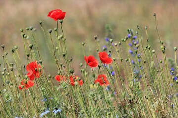 Naklejka premium Scarlet poppies on a meadow in spring