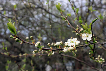 Blooming plum. Close-up. Spring photo. Gardening.