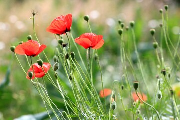 Scarlet poppies on a meadow in spring