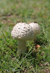 Amanita strobiliformis mushrooms in a clearing in the forest
