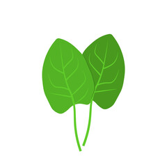 Two spinach green vegetable leaves flat vector icon.