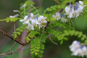 Flowers and leaves of Sophora davidii in the garden