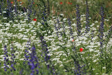 Colorful flowers on a meadow in summer