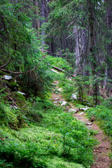 Mountain trail with roots and stones among bushes, moss and trees in a green coniferous forest