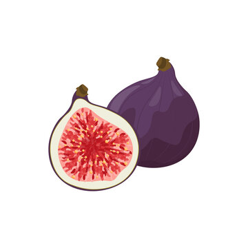 Fig, purple whole fruit and half. Vector illustration cartoon flat icon isolated on white.