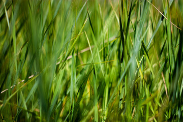 Obraz premium Green grass on the meadow on a clear sunny day in summer. Juicy grass on the meadow close-up. Carpet of meadow grass in a sunny summer day.