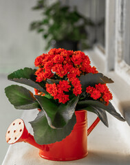 Beautiful Red Kalanchoe