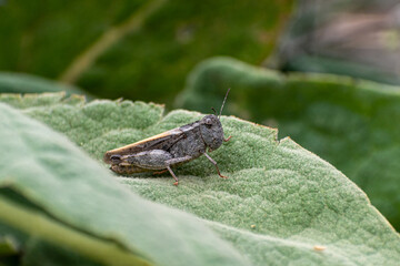 Profile of a grasshopper on a leaf