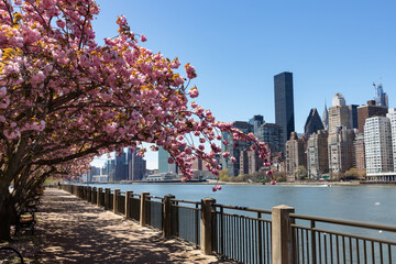 Empty Walkway with Pink Flowering Cherry Blossom Trees during Spring on Roosevelt Island in New...
