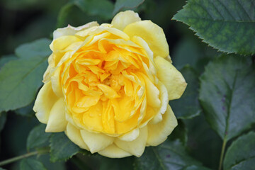 Yellow rose flower