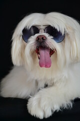 White lhasa apso on costumes. Brasil