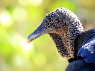 portrait of a turkey