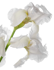 White iris flower head on stem isolated on white background