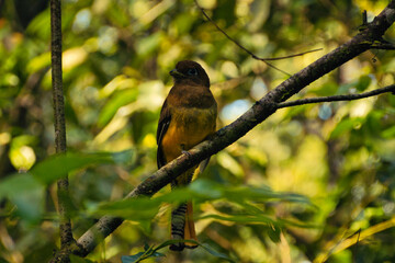 Pajaro tropical en una rama