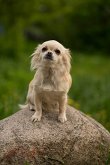 beige chihuahua dog sitting on a stone