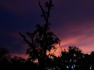 sunset with tree